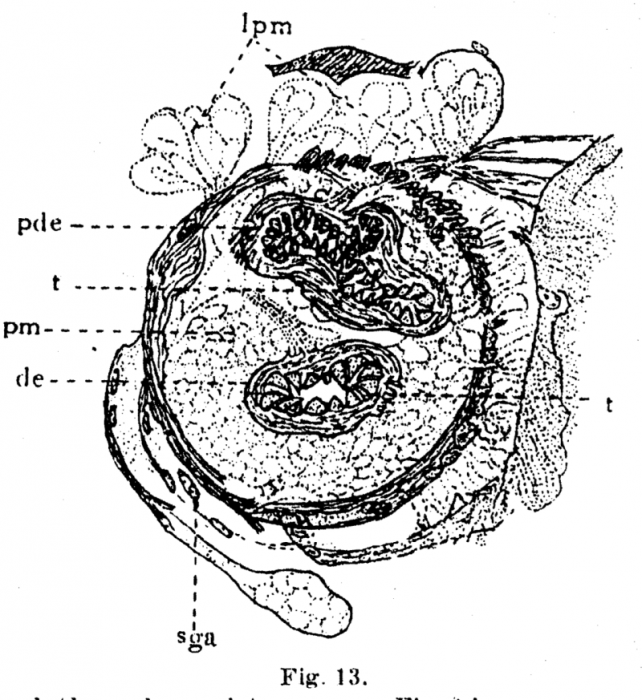 P. lutheri P. lutheri