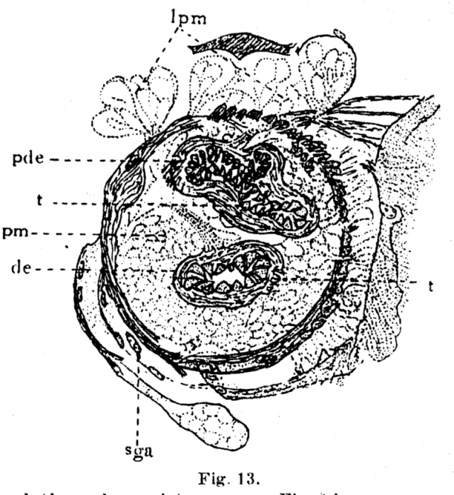 P. lutheri