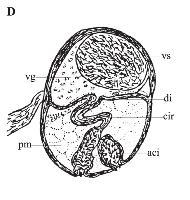 P. lutheri P. lutheri