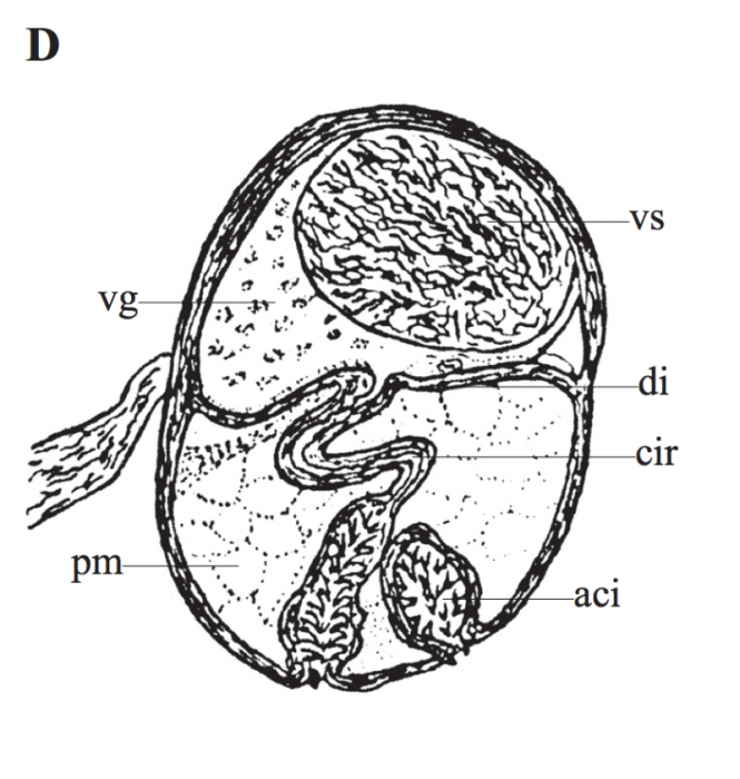 P. lutheri