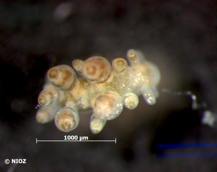 Eubranchus exiguus  (Alder and Hancock, 1848) 