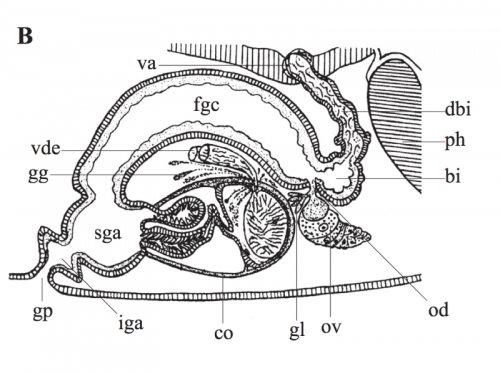 P. lutheri