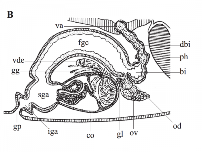 P. lutheri P. lutheri