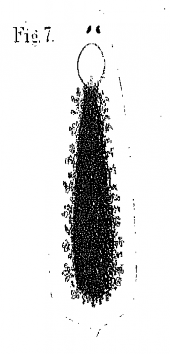 P. megalops P. megalops