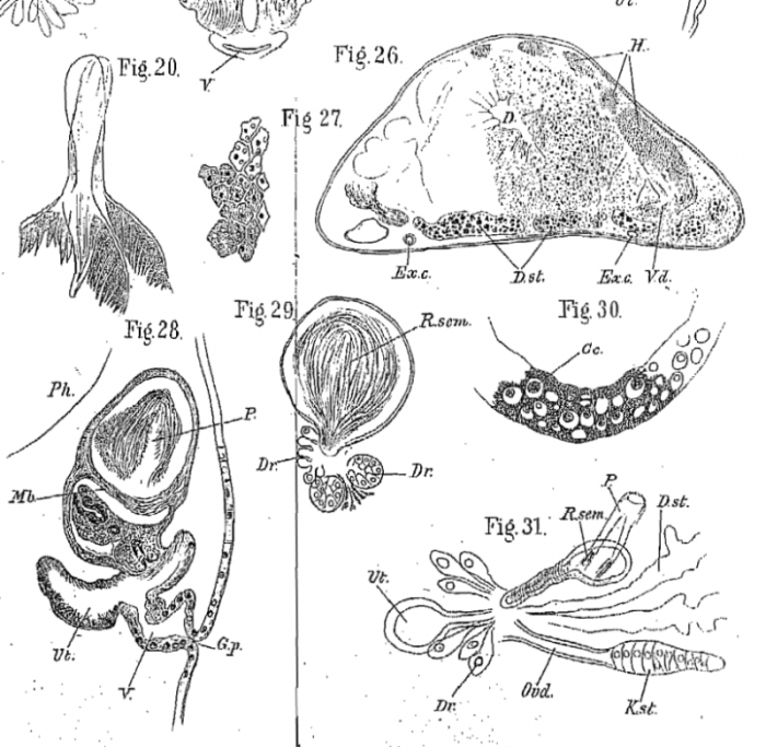 P. megalops P. megalops