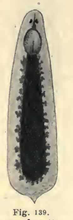 P. megalops P. megalops