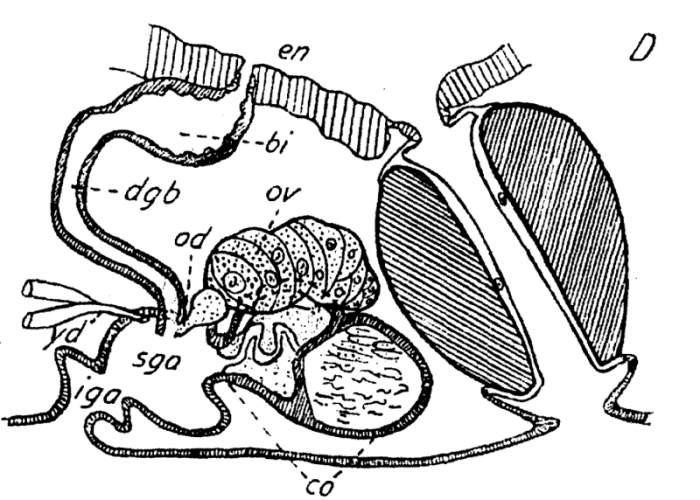 P. megalops P. megalops