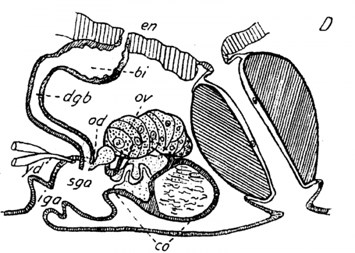 P. megalops