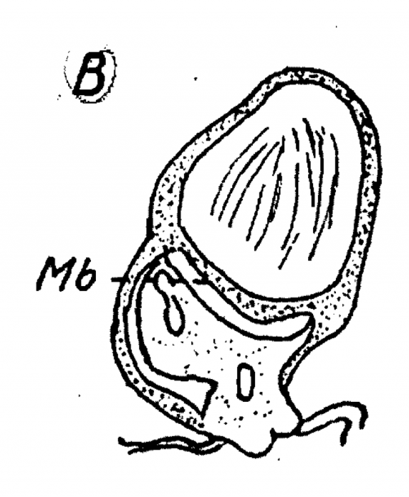 P. megalops P. megalops