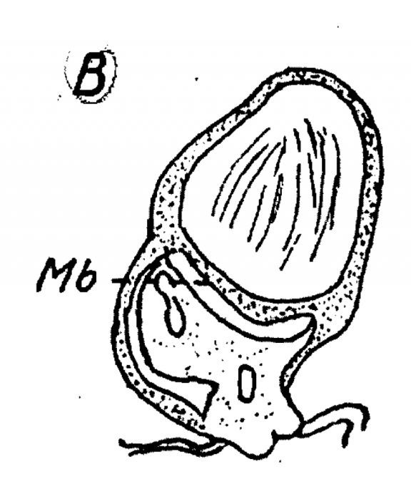 P. megalops