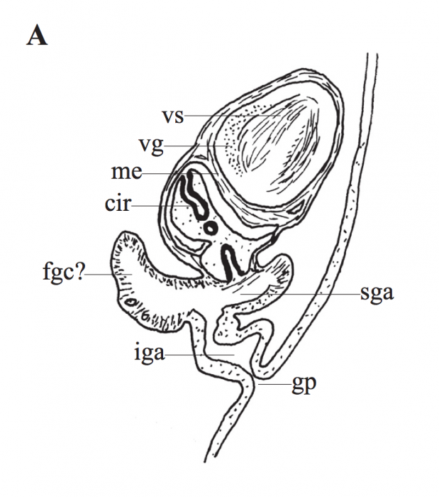 P. megalops P. megalops