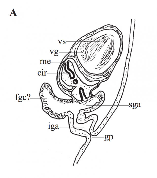 P. megalops