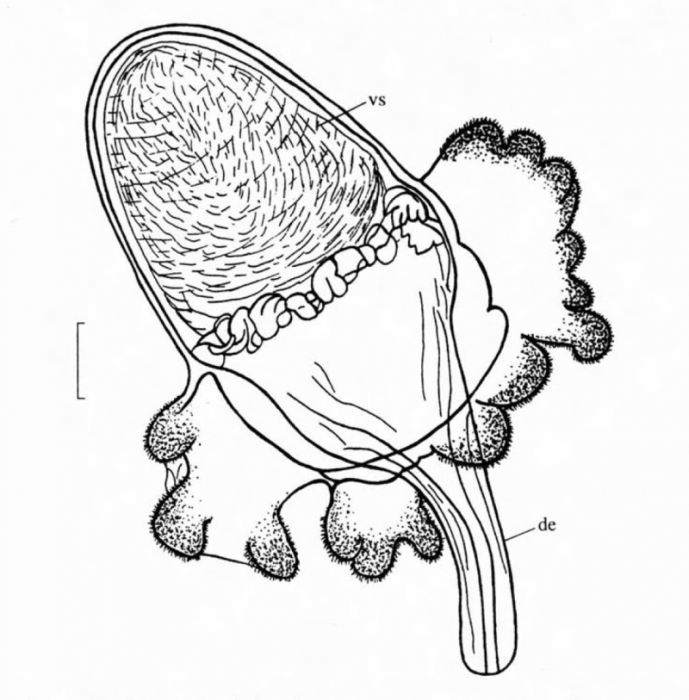 P. polycirra