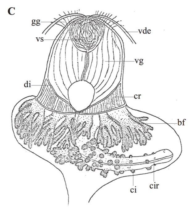 P. polycirra