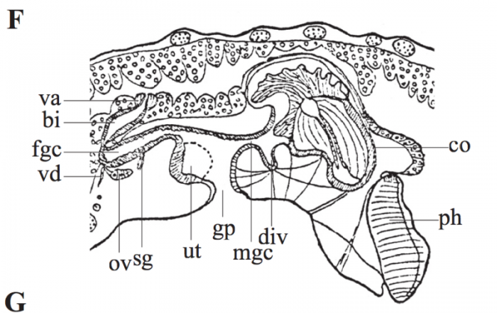 P. polycirra P. polycirra