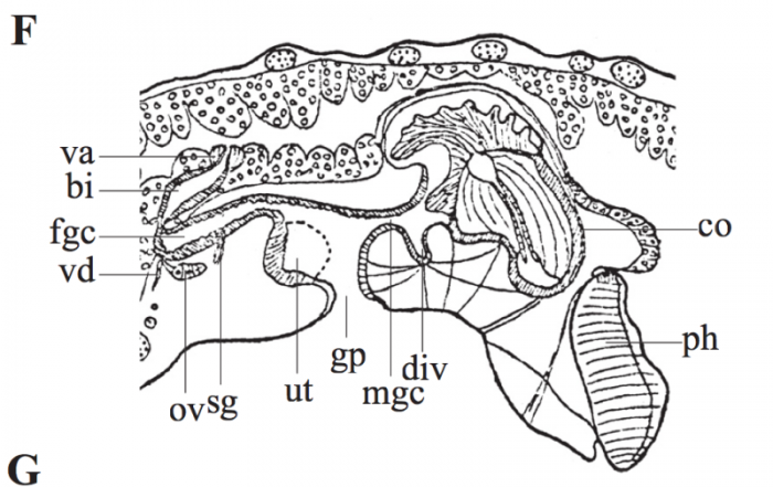 P. polycirra