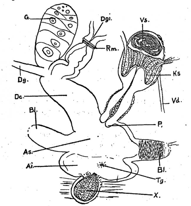 P. subsalina