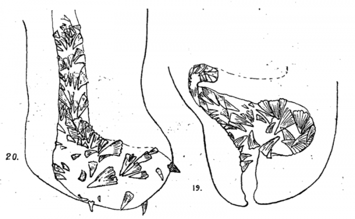 P. subsalina P. subsalina