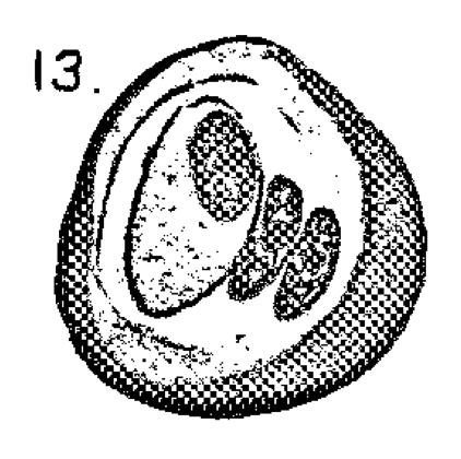 P. subsalina P. subsalina