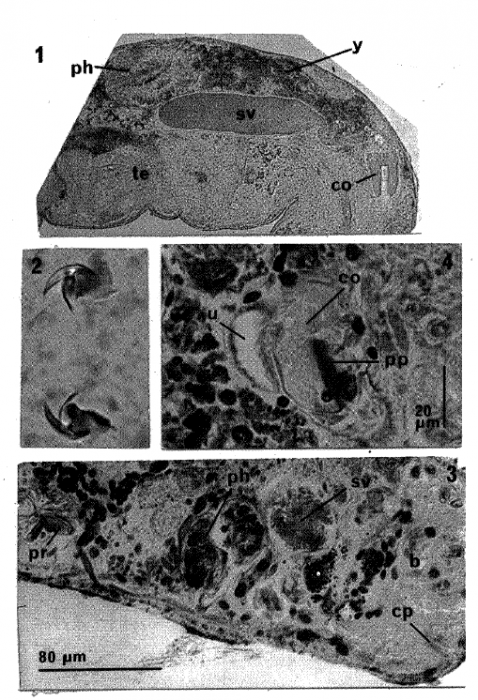 G. riseri G. riseri