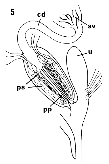 G. riseri