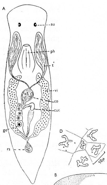 Axia luetjohann