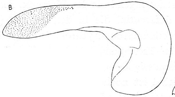 Axia luetjohann Axia luetjohann