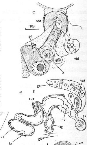 Axia luetjohann