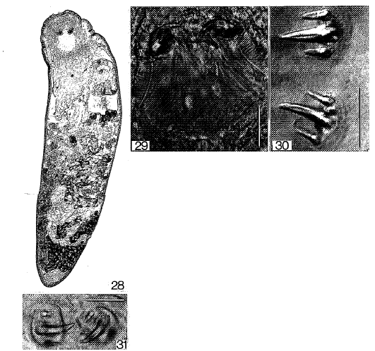 O. luebbeni O. luebbeni