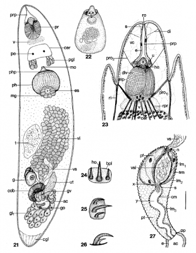 O. luebbeni