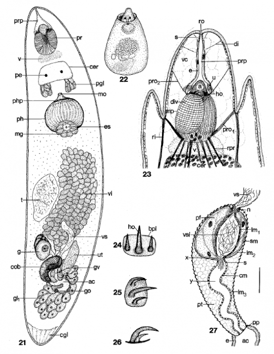 O. luebbeni O. luebbeni