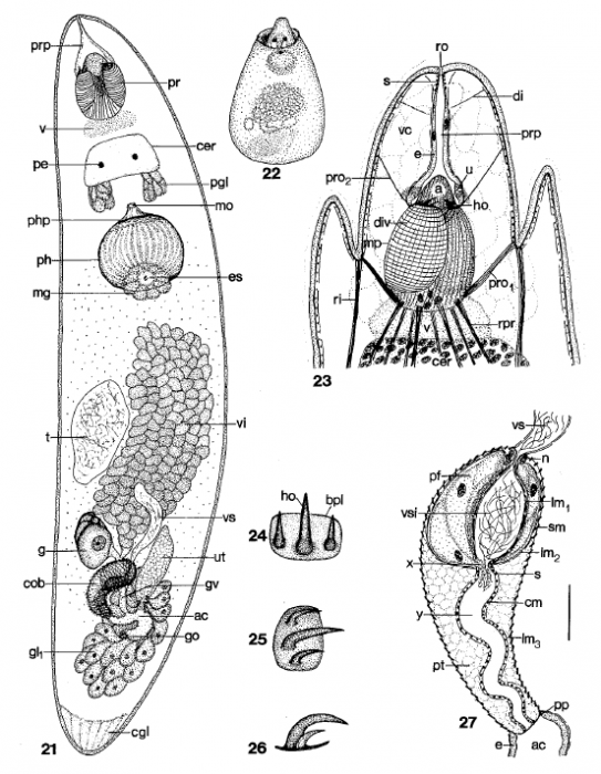 O. luebbeni