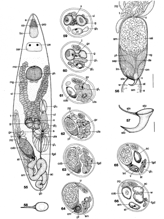 E. krusei E. krusei