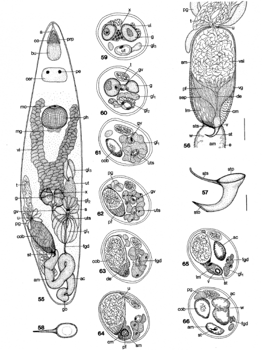 E. krusei