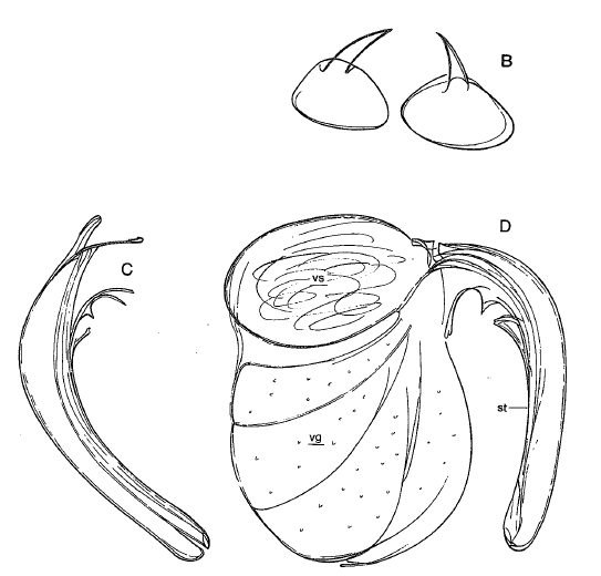 P. busheki P. busheki
