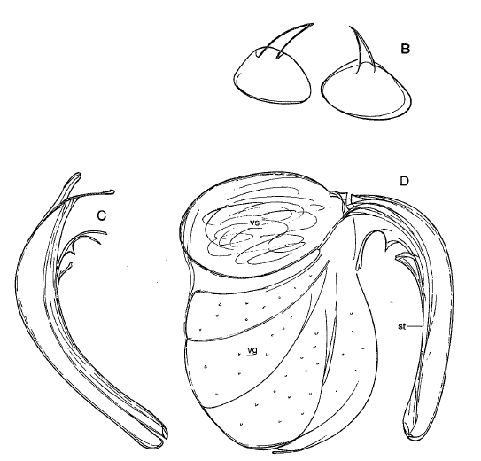 P. busheki