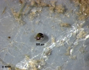 Littorina sp. Fussac, 1822 
