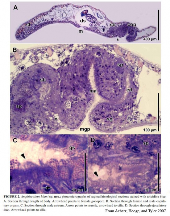 Heterochaerus blumi