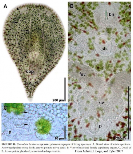 Convoluta lacrimosa