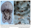 Acoelomorpha (acoelomorphs)