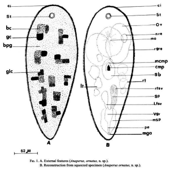 Anaperus ornatus