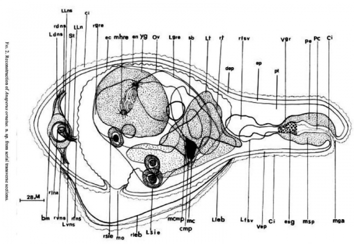 Anaperus ornatus