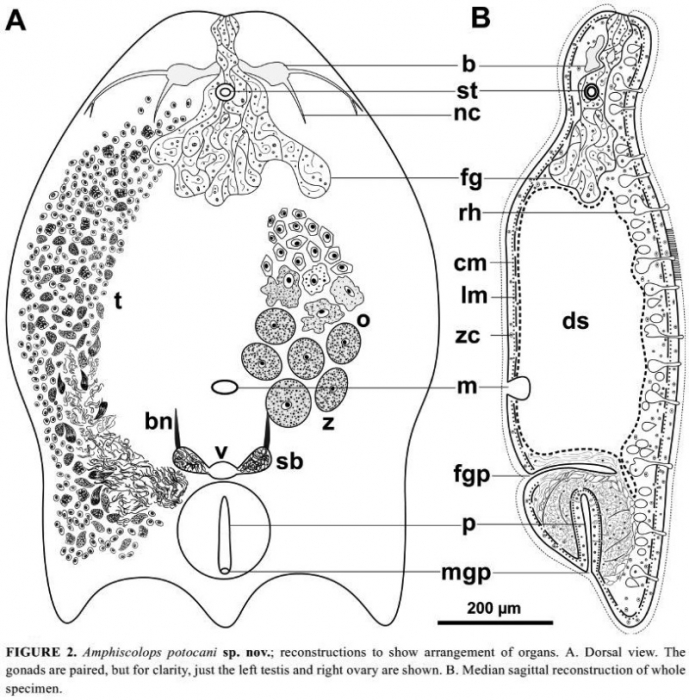 Amphiscolops potocani Amphiscolops potocani