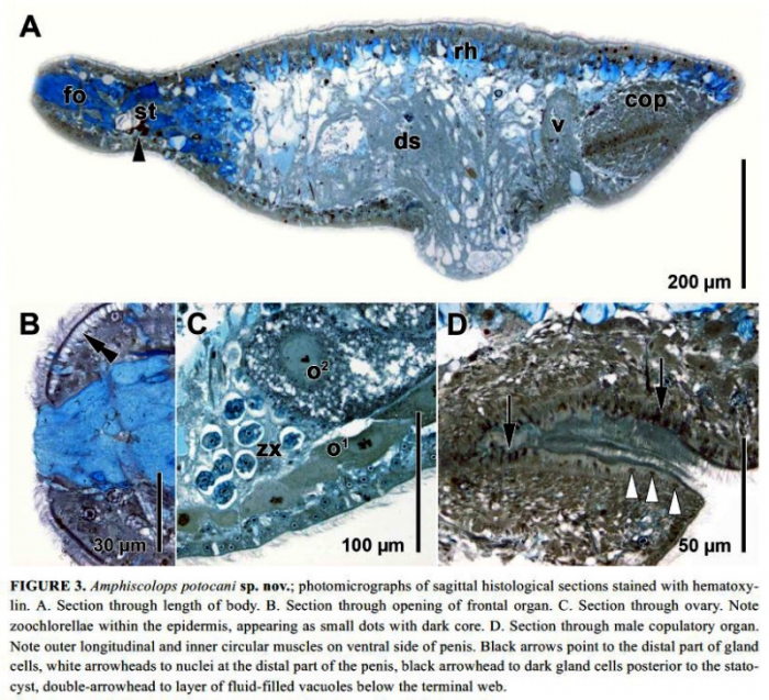 Amphiscolops potocani Amphiscolops potocani