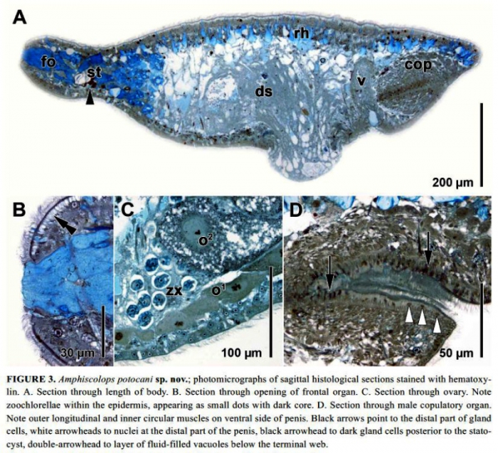 Amphiscolops potocani