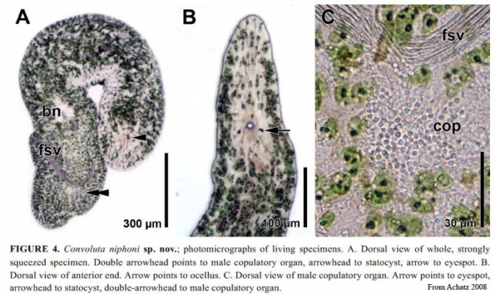 Convoluta niphoni Convoluta niphoni