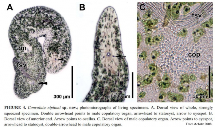 Convoluta niphoni