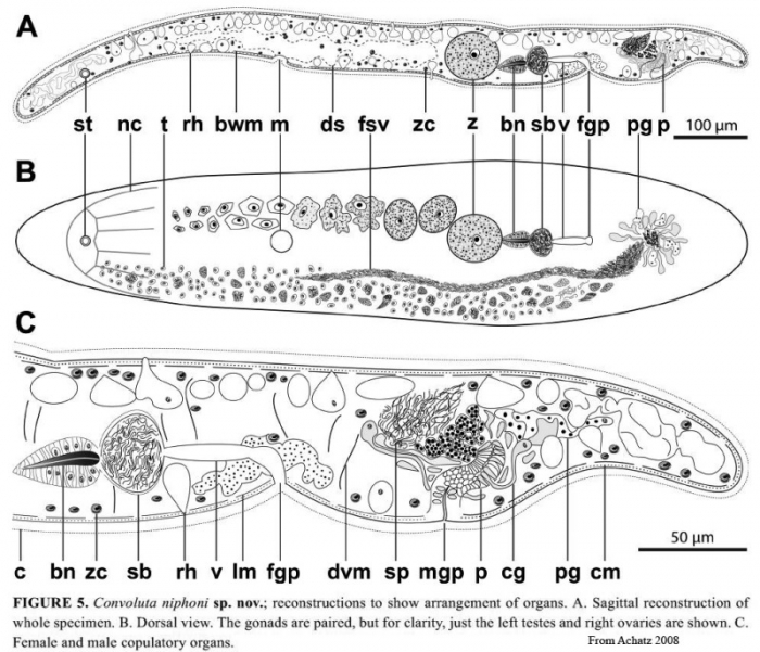 Convoluta niphoni Convoluta niphoni
