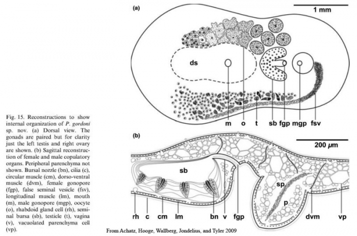 Polychoerus gordoni