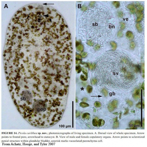 Deuterogonaria caribbea